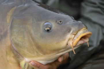 Carp fish just fished close up outdoor