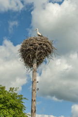 storks in the village 