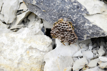 wasp nest on a stone