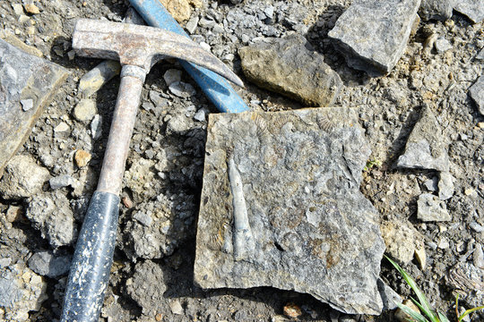 searching for belemnite fossils in limestone