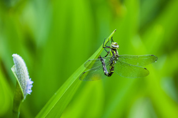 Blue tailed Damselfly on blurred background