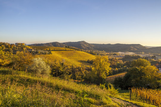 Vineyard in autumn in Collio region, Italy