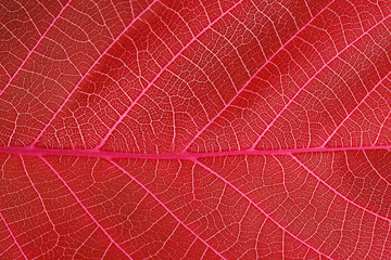 Naklejka na ściany i meble abstract red leaf macro background