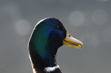Enten in klirrender Kälte im Winter