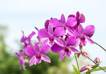 Bouquet of purple pink orchids flowers