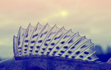 Dorsal fin of a walleye (pike-perch), toned