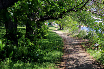 Fototapeta na wymiar Winding path in forest on Memorial Drive in Cambridge