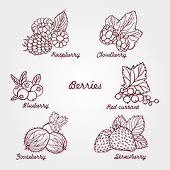 Set of ripe and cute hand drawn berries. Beautiful vector illust