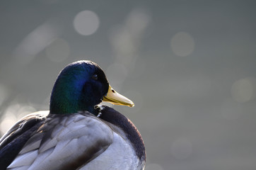 Obraz premium Enten in klirrender Kälte im Winter