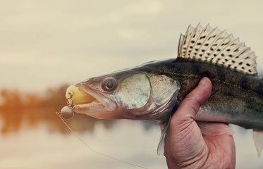 Walleye caught on handmade jig lure, toned