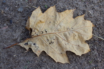 Dry autumn leave background