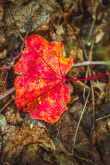 autumn red leaf on moss and foliage