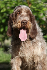 Italian Wire-haired Pointing Dog sitting in the garden