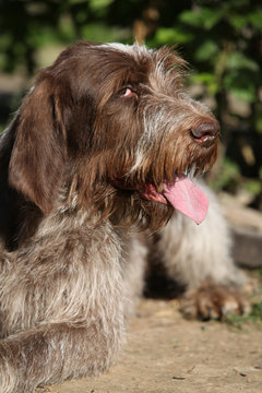 Portrait of Italian Wire-haired Pointing Dog