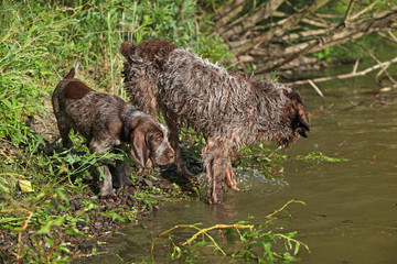 Italian Wire-haired Pointing Dog puppy with its mother