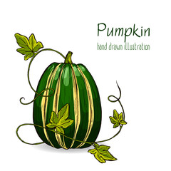 Colorful vector hand drawn illustration of pumpkin.
