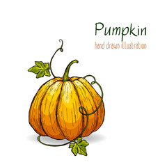 Colorful vector hand drawn illustration of pumpkin.