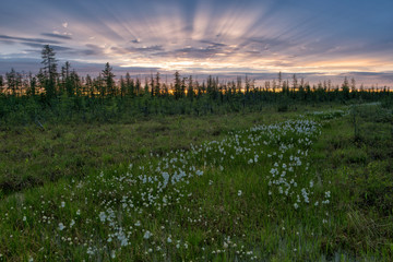 The field of cotton grass, and rays of the sunset over the forest. Indigirka shore. Yakutia. Russia.