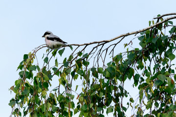 Lesser Grey Shrike (Lanius minor)