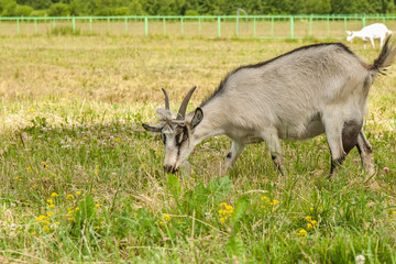 Naklejka na ściany i meble Goat eating grass on the field 