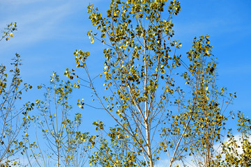 Tree branches and autumnal leaves against blue sky