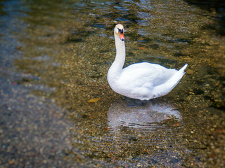 Beautiful swan reflected in small lake
