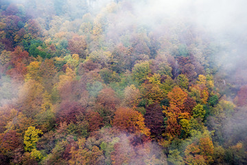 Colorful autumn trees and fog