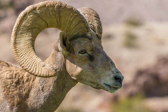 Desert Bighorn Sheep Ram