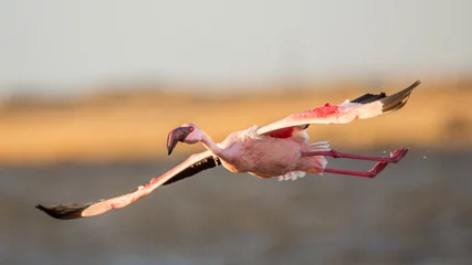 Photo sur Plexiglas Flamant Flying Lesser flamingo(Phoeniconaias minor), Walvis Bay, Namibie