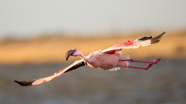 Fototapeta Flying Lesser flamingo(Phoeniconaias minor), Walvis bay, Namibia