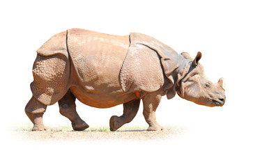 The Indian Rhinoceros (Rhinoceros unicornis). Animals isolated on white background. Object with clipping path.