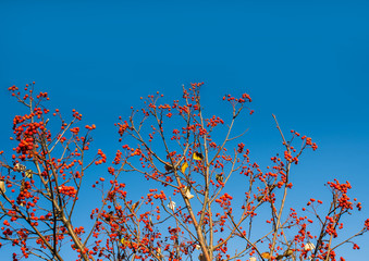 Autumn mountain ash against the background of the blue sky, a natural look. Branches of mountain ash with bright red berries against the blue sky background