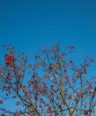 Autumn mountain ash against the background of the blue sky, a natural look. Branches of mountain ash with bright red berries against the blue sky background



