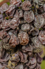 Noble rot wine grape, grapes with mold, Botrytis, Sauternes