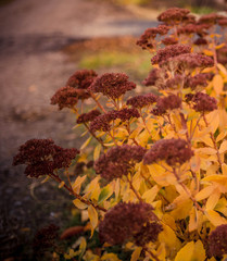 Inflorescences of flowers stonecrop close-up, lat. Sedum spectabile. Autumn yellow stonecrops  in flower bed.

