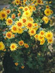 Autumn flowers, beautiful chrysanthemums in flower bed. Yellow asters growing in the park. Background of many small yellow flowers of chrysanthemum.