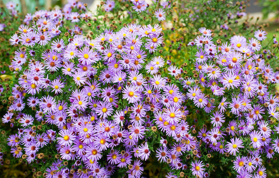 Autumn flowers, beautiful chrysanthemums in flower bed. Pink asters growing in the park. Background of many small violet flowers of chrysanthemum.

