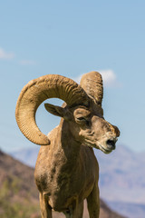 Desert Bighorn Sheep Ram