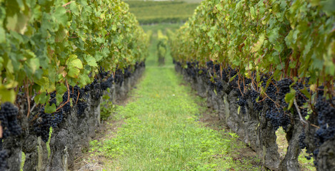 Fototapeta na wymiar Red merlot grapes, Bordeaux vineyard