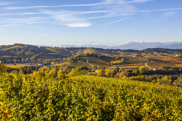 Fototapeta na wymiar Vineyard in autumn in Collio region, Italy