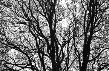 Black & White Winter Trees Pattern