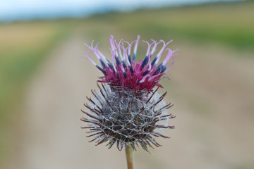 Agrimony macro shot with shallow depth of field.
