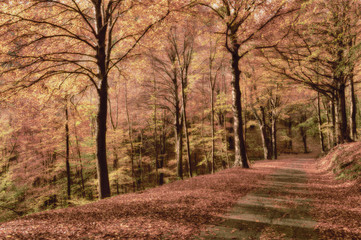 Fototapeta premium Autumn colors in the forest, Regional Park of Campo dei Fiori - Varese