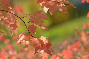 Maple branches with bright pink leaves trembling on wind .