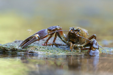 The signal crayfish, Pacifastacus leniusculus