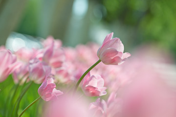 Fuzzy Easter background with pink tulips.