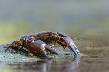 The signal crayfish, Pacifastacus leniusculus