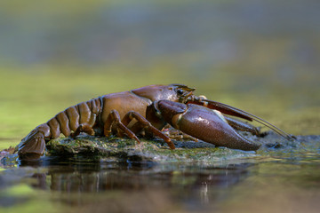 The signal crayfish, Pacifastacus leniusculus