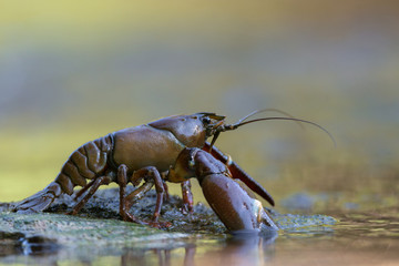 The signal crayfish, Pacifastacus leniusculus © Marek R. Swadzba