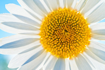 Bright Light background of flower chamomile macro. - 128907656